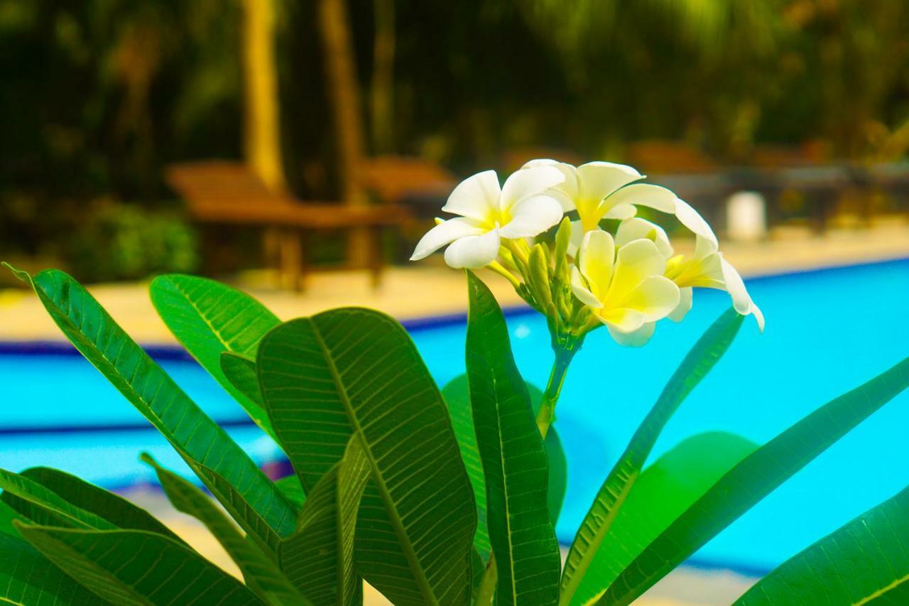Green Garden Cabanas Tangalle Extérieur photo